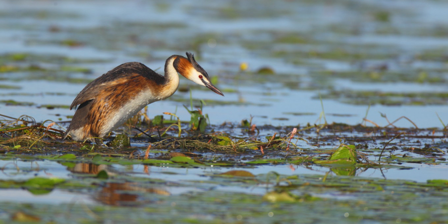 Grèbe huppé les pieds dans l'eau